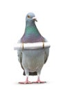 full body of pigeon bird and paper letter message hanging on breast for communication theme