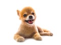 Full body of pomeranian dog lying on white background Royalty Free Stock Photo