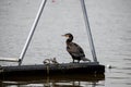 Adult cormorant sunbathing in a lake