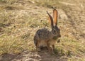 Full body portrait of African hare, Lepus capensis, with backlit large ears eating leaf while sitting on grass next to dirt road Royalty Free Stock Photo