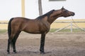 Full body portrait of an arabian stallion Royalty Free Stock Photo