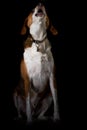 Beagle hound mix howling - Full body low key portrait