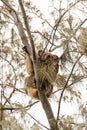 Cute female koala eating in casuarina tree Royalty Free Stock Photo