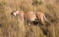 Female lion, leo panthera, hunting in the tall grass of the Maasai Mara in Kenya, Africa Royalty Free Stock Photo