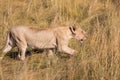 Portrait of Female lion, leo panthera, hunting in the tall grass of the Maasai Mara in Kenya, Africa Royalty Free Stock Photo