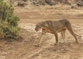 Full body portrait of female lion, Panthera leo, walking in dirt road as she hunts Royalty Free Stock Photo