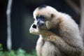 Hainan black crested gibbon Royalty Free Stock Photo