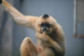 Hainan black crested gibbon Royalty Free Stock Photo