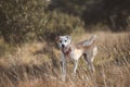 Full body portrait of a happy crossbreed female dog running through the golden grass at sunset