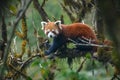 Full body portrait image of a red panda female sitting in a mossy oak nut tree showing the brilliant orange colouration Royalty Free Stock Photo