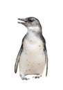 Full body portrait of penguin isolated on white