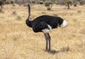 Full body portrait of male Somali ostrich, Struthio camelus molybdophanes, in tall grass of the northern Kenya savannah with lands Royalty Free Stock Photo