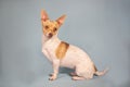 Full body portrait of chihuahua weenie puppy with big ears