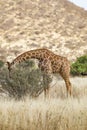 Full Body Portrait of reticulated giraffe, Giraffa camelopardalis reticulata, eating leaves from shrub in savannah landscape Royalty Free Stock Photo