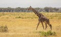 Full Body Portrait of reticulated giraffe, Giraffa camelopardalis reticulata, walking in northern Kenya savannah landscape Royalty Free Stock Photo