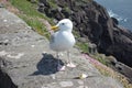 Full body portrait of a seagull . Seabird standing on stone at the coast in wales . Pink flower blossoms and green grass . Royalty Free Stock Photo