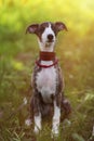 Small Italian greyhound in a city park Royalty Free Stock Photo