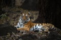 A full body portrait of a tigress called Kajri from Bandhavgarh