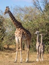 Full body portraits of masai giraffe family, with mother and two young offspring in African bush landscape with trees in backgroun Royalty Free Stock Photo