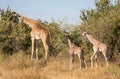 Full body portraits of masai giraffe family, with mother and two young offspring in African bush landscape with trees in backgroun Royalty Free Stock Photo