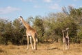 Full body portraits of masai giraffe family, with mother and two young offspring in African bush landscape with trees in backgroun Royalty Free Stock Photo