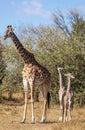 Full body portraits of masai giraffe family, with mother and two young offspring in African bush landscape with trees in backgroun Royalty Free Stock Photo