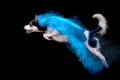 Dog jumping in cloud of blue powder Royalty Free Stock Photo