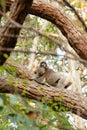 Active cute koala climbing eucalyptus tree