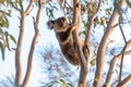 Active cute koala climbing eucalyptus tree