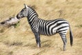 Full body profile portrait of common zebra, Equus quagga, up close standing in the tall grass of savannah in Kenya