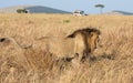 Full body profile portrait of male lion, Panthera leo, of the Sand River or Elawana Pride, walking in African landscape Royalty Free Stock Photo