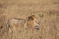 Full body profile portrait of male lion, Panthera leo, walking in tall grass of the Masai Mara in Kenya Royalty Free Stock Photo