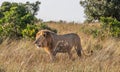 Full body profile portrait of male lion, Panthera leo, walking in tall grass of the Masai Mara in Kenya Royalty Free Stock Photo