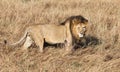 Full body profile portrait of male lion, Panthera leo, walking in tall grass of the Masai Mara in Kenya Royalty Free Stock Photo