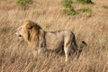 Full body profile portrait of male lion, Panthera leo, walking in tall grass of the Masai Mara in Kenya Royalty Free Stock Photo