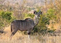 Full body profile portrait of young adult male lesser Kudu, Tragelaphus imberbis, in African landscape eating leaves off a shrub