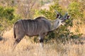 Full body profile portrait of young adult male lesser Kudu, Tragelaphus imberbis, in African landscape eating leaves off a shrub Royalty Free Stock Photo