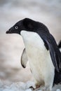 Full body profile shot of adelie penguin facing left.CR2 Royalty Free Stock Photo