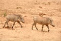 South African Warthogs running in a game park