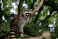 Full body of relaxing common lotor procyon raccoon on the tree branch Royalty Free Stock Photo