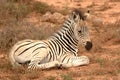 Full body of resting zebra foal