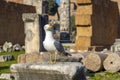 full body of a seagull perched on top of a ruin in a relaxed posture. Royalty Free Stock Photo