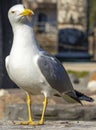 full body of a seagull perched on top of a ruin in a relaxed posture. Royalty Free Stock Photo