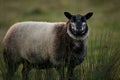 Blue Texel Sheep Standing in Long Grass