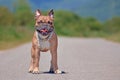 Full body shot of brown French Bulldog dog with big grin standing outdoors Royalty Free Stock Photo