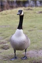 Full body shot of Canadian Goose