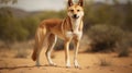 Full body shot of Dingo in Australia looking straight towards the camera