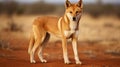 Full body shot of Dingo in Australia looking straight towards the camera Royalty Free Stock Photo