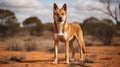 Full body shot of Dingo in Australia looking straight towards the camera