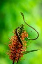 Full body shot of a Green Vine Snake Royalty Free Stock Photo